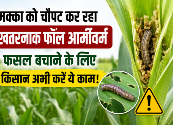 Makka Mein Fall Armyworm Ka Niyantran