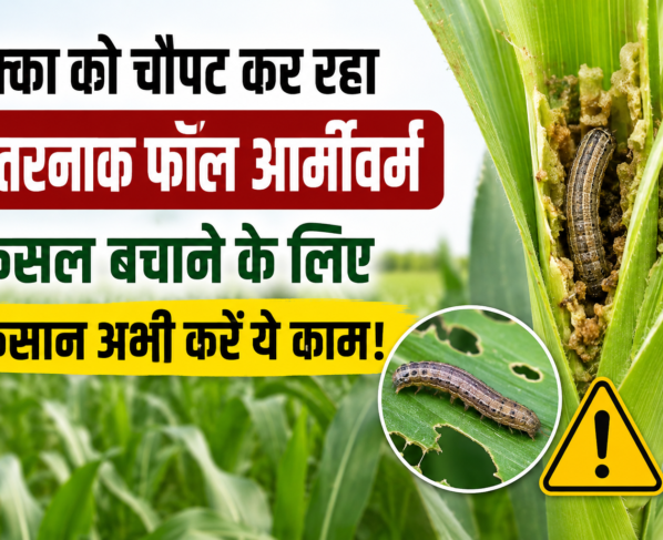 Makka Mein Fall Armyworm Ka Niyantran