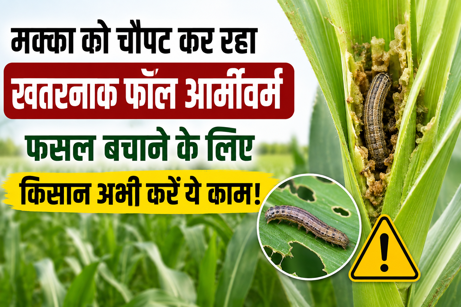 मक्का को चौपट कर रहा खतरनाक फॉल आर्मीवर्म, फसल बचाने के लिए किसान अभी करें ये काम Makka Mein Fall Armyworm Ka Niyantran