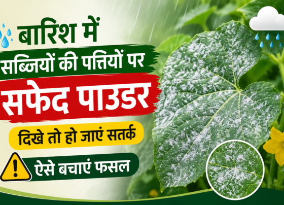 Barish Mein Sabjiyon Ki Pattiyon Par Safed Powder