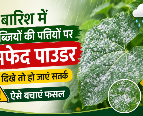 Barish Mein Sabjiyon Ki Pattiyon Par Safed Powder