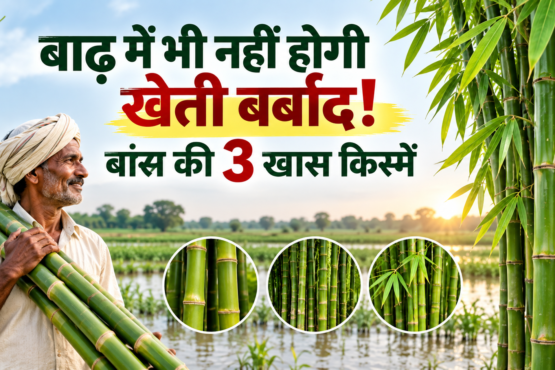 Bans Ki Kheti