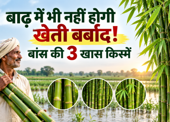 Bans Ki Kheti