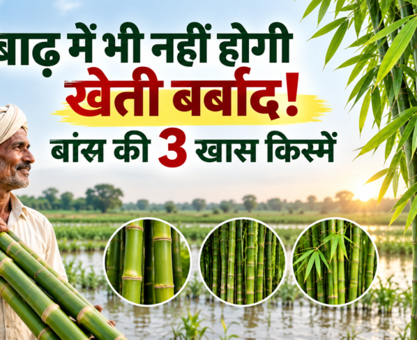 Bans Ki Kheti
