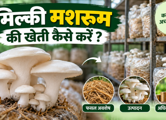 Milky Mushroom Ki Kheti Kaise Karein