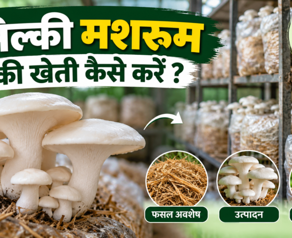 Milky Mushroom Ki Kheti Kaise Karein