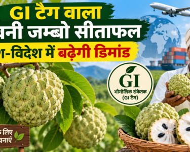 GI Tag Wala Seoni Jumbo Sitaphal