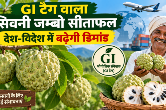 GI Tag Wala Seoni Jumbo Sitaphal
