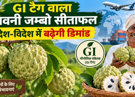GI Tag Wala Seoni Jumbo Sitaphal