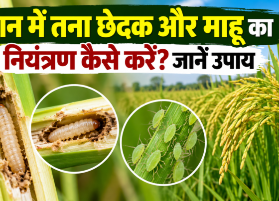 Dhaan Mein Tana Chedak Aur Mahu Ka Niyantran Kaise Karein