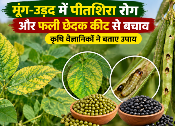Moong Urad Mein Peetshirsha Rog Aur Fali Chedak Keet Se Bachav