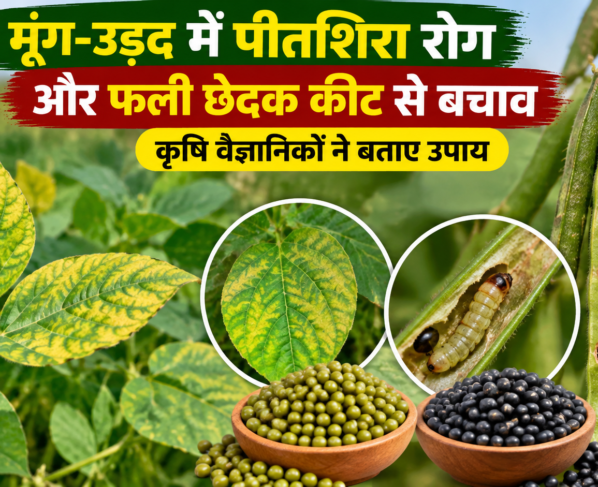 Moong Urad Mein Peetshirsha Rog Aur Fali Chedak Keet Se Bachav