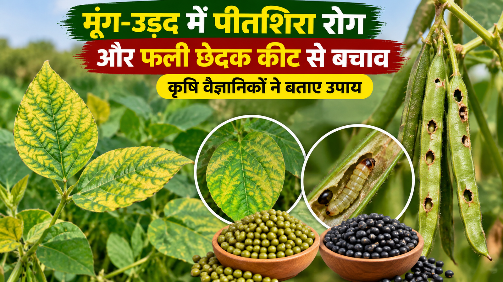 मूंग-उड़द में पीतशिरा रोग और फली छेदक कीट से बचाव, कृषि वैज्ञानिकों ने बताए फसल बचाने के उपाय Moong Urad Mein Peetshirsha Rog Aur Fali Chedak Keet Se Bachav