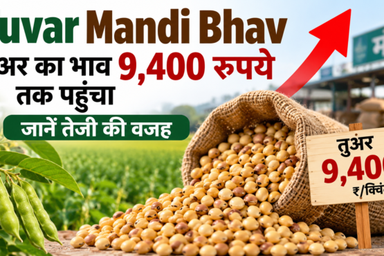 Tuvar Mandi Bhav
