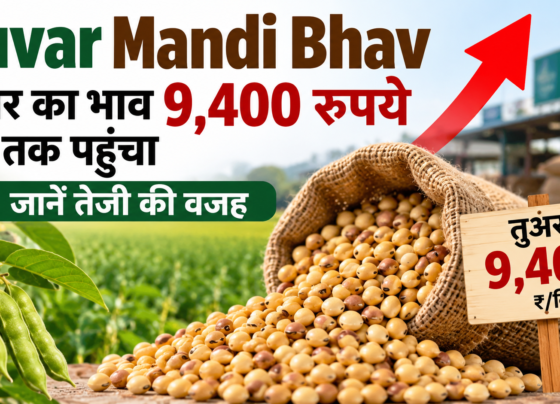 Tuvar Mandi Bhav