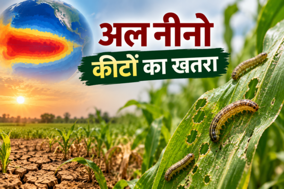 El Nino Se Fasal Mein Keeton Ka Khatra