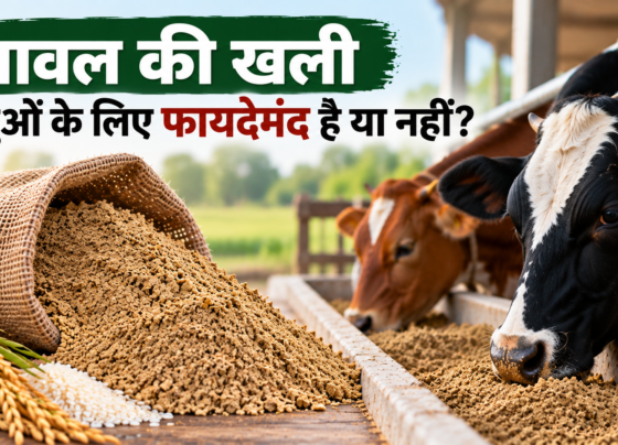 Chawal Ki Khali Pashuon Ke Liye Faydemand Hai Ya Nahi