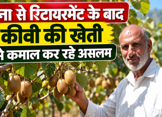 Mohammad Aslam Bhatt Kiwi Farming Success Story