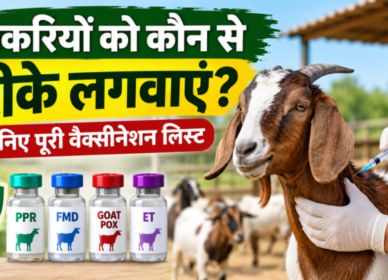 Bakriyon Ko Kaun Se Tike Lagwaye