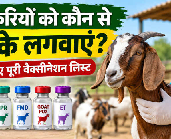 Bakriyon Ko Kaun Se Tike Lagwaye