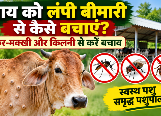 Gai Ko Lumpy Skin Disease Se Kaise Bachaye
