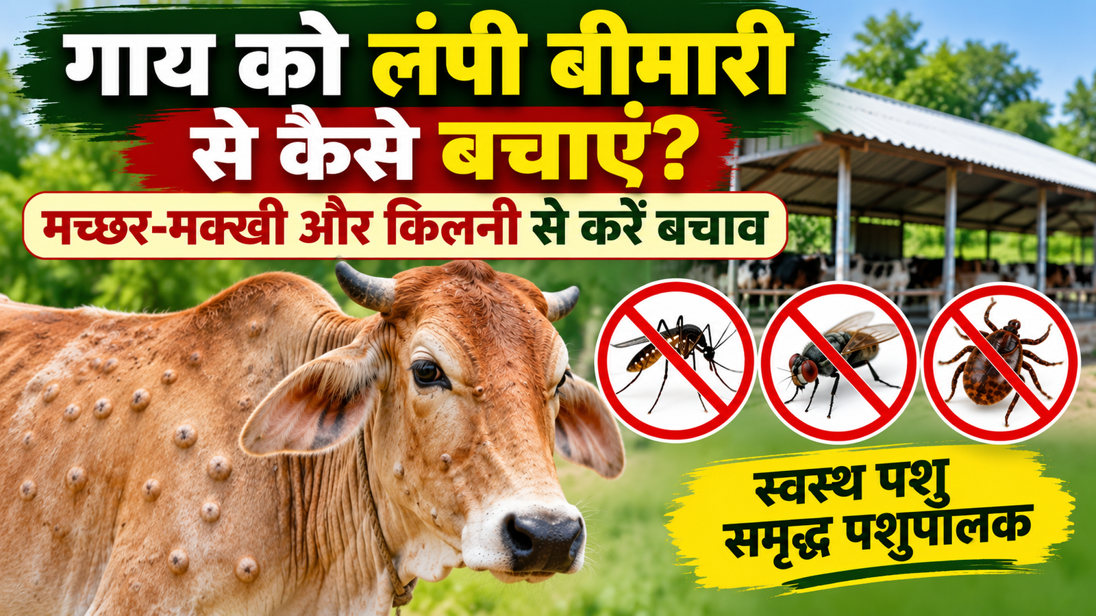 लंपी बीमारी की बड़ी वजह हैं मच्छर, मक्खी और किलनी, इन्हें कंट्रोल कर बचाएं गायों को Gai Ko Lumpy Skin Disease Se Kaise Bachaye