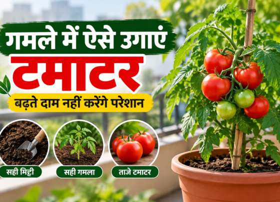 Ghamle Mein Tamatar Kaise Ugaye