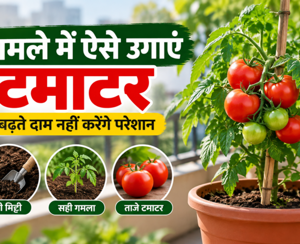 Ghamle Mein Tamatar Kaise Ugaye