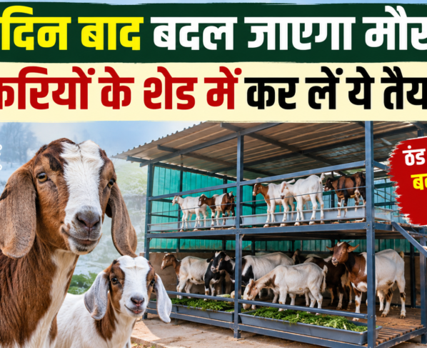 Sardiyon Mein Bakri Ki Dekhbhal Kaise Kare