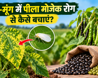 Urad Moong Mein Peela Mosaic Rog Se Kaise Bachayen