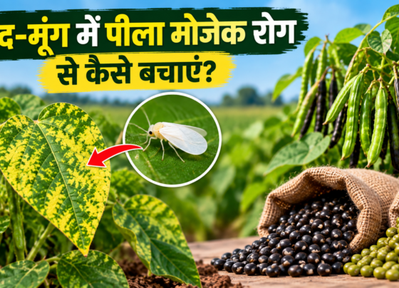 Urad Moong Mein Peela Mosaic Rog Se Kaise Bachayen
