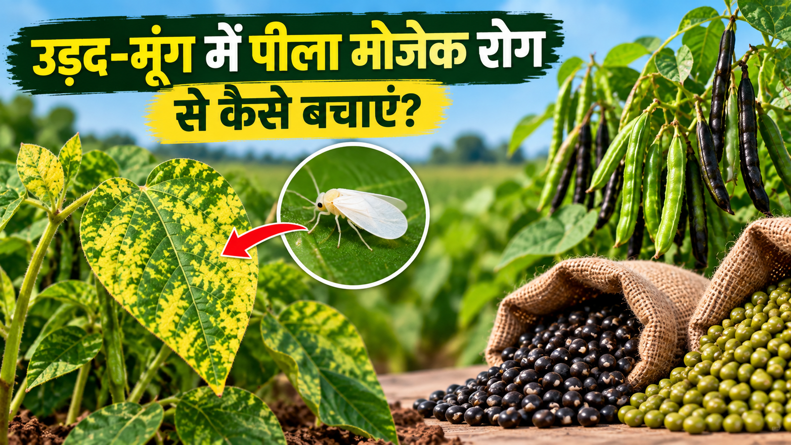 उड़द-मूंग में पीला मोजेक रोग का खतरा, पत्तियों पर दिखें ये लक्षण तो तुरंत करें ये काम  Urad Moong Mein Peela Mosaic Rog Se Kaise Bachayen