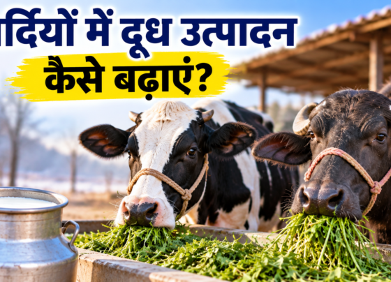Sardiyon Mein Doodh Utpadan Kaise Badhayein
