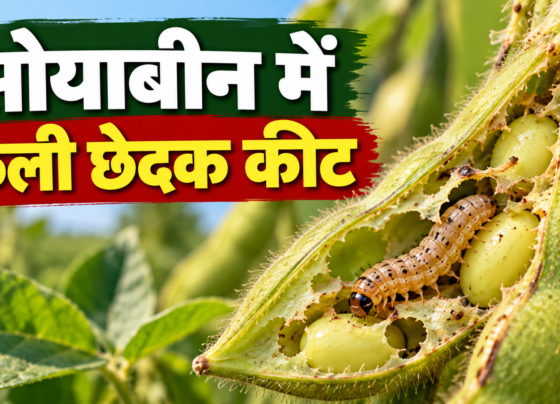 Soybean Mein Fali Chedak Keet Ka Ilaaj Kaise Karein