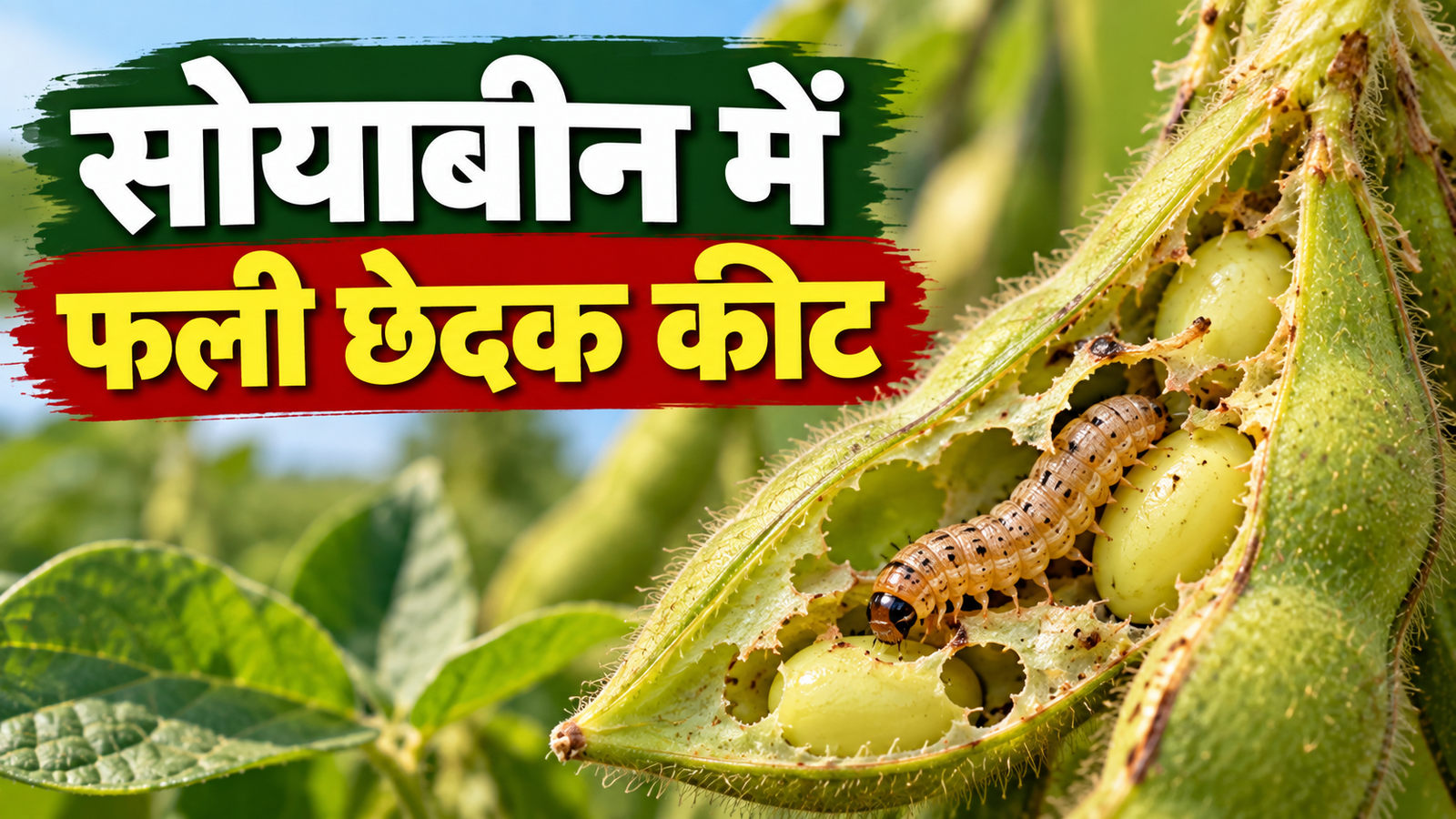 सोयाबीन की फसल में फूल आने के बाद फलियों में कीट लगने पर किसान तुरंत करें ये उपाय  Soybean Mein Fali Chedak Keet Ka Ilaaj Kaise Karein