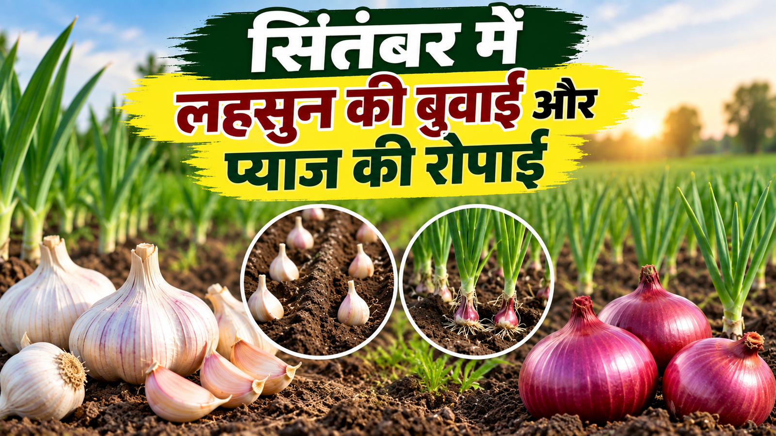 लहसुन-प्याज की खेती में तगड़ा मुनाफा चाहिए तो सितंबर में कर लें ये जरूरी काम September Mein Lahsun Ki Buwai Aur Pyaj Ki Ropai