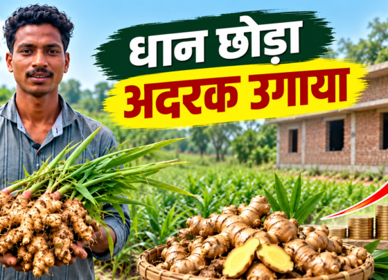 Santosh Kumar Singh Ginger Farming Success Story