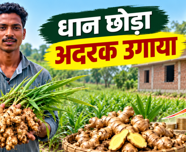 Santosh Kumar Singh Ginger Farming Success Story