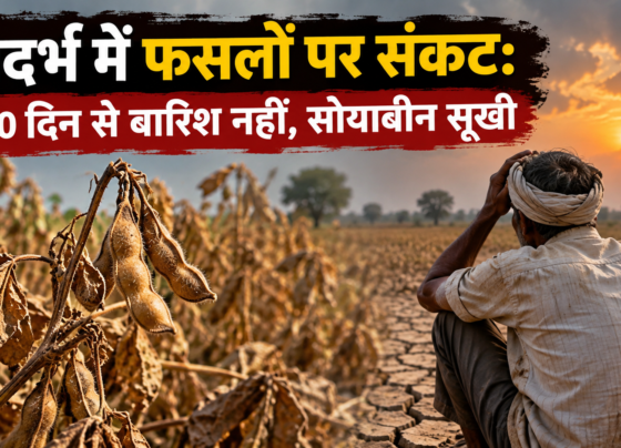 Vidarbha Mein Fasalo Par Sankat