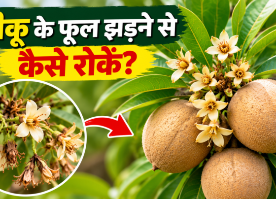 Chiku Ke Phool Jhadne Se Kaise Roke