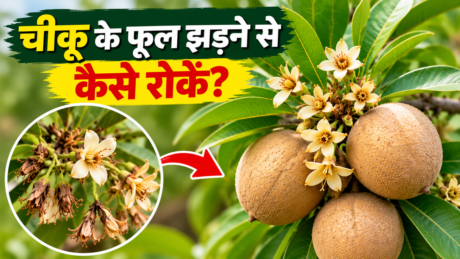 चीकू के फूल झड़ने से परेशान हैं किसान? ऐसे रोकें फूलों का गिरना और बढ़ाएं पैदावार Chiku Ke Phool Jhadne Se Kaise Roke