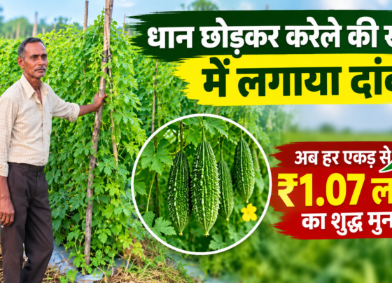 Karela Farming Success Story in Chhattisgarh