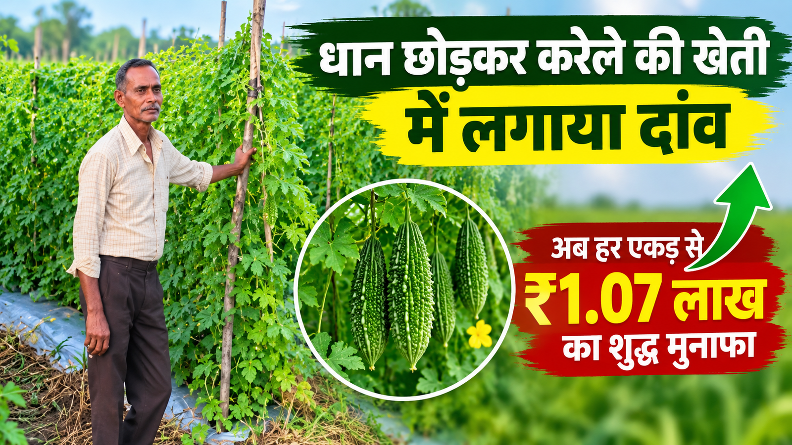धान छोड़कर करेले की खेती में लगाया दांव, हर एकड़ से ₹1.07 लाख का शुद्ध मुनाफा Karela Farming Success Story in Chhattisgarh