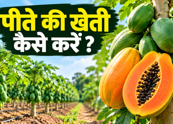 Papite Ki Kheti Kaise Karein