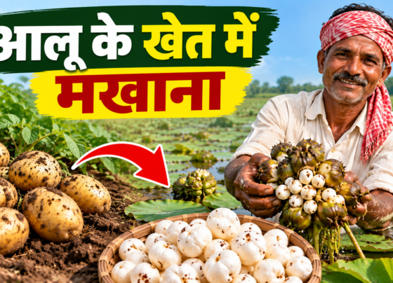 Aloo Ke Khet Mein Makhana Ki Kheti Kaise Kare