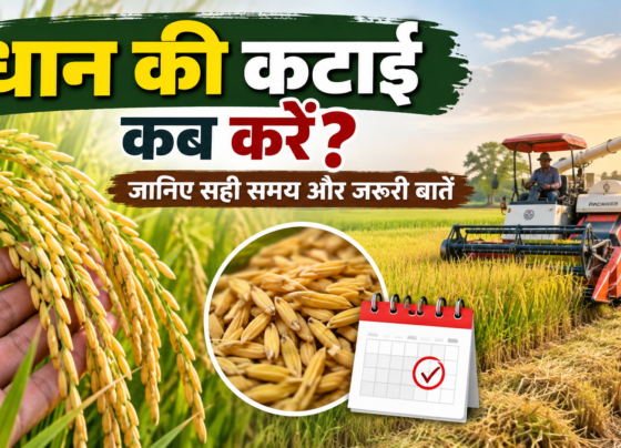 Dhan Ki Katai Kab Karen