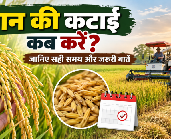 Dhan Ki Katai Kab Karen