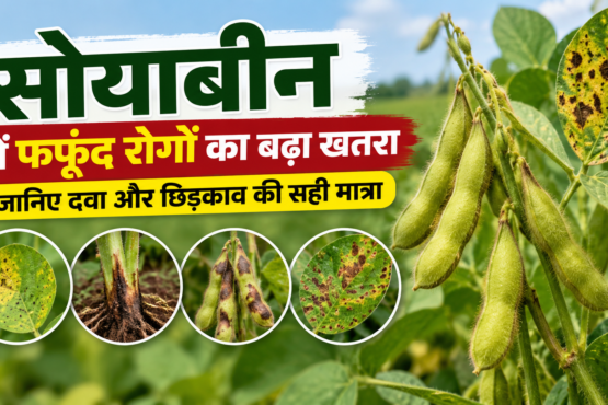 Soybean Mein Fungus Rog Se Bachav Ke Upay