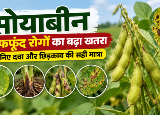 Soybean Mein Fungus Rog Se Bachav Ke Upay