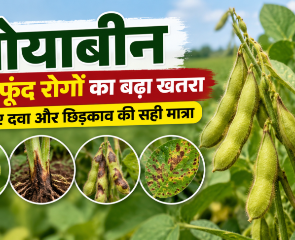 Soybean Mein Fungus Rog Se Bachav Ke Upay